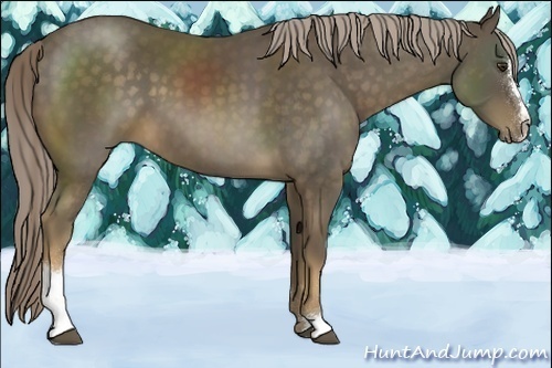Horse Color:Chocolate Palomino Sabino 
