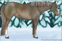 Horse Color:Chocolate Palomino Sabino 