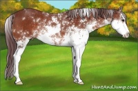 Horse Color:Chocolate Bay Sabino Rabicano 