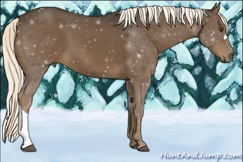 Horse Color:Liver Chestnut 