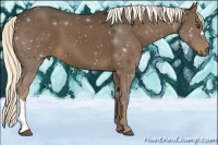 Horse Color:Liver Chestnut