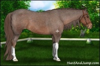 Horse Color:Liver Chestnut Appaloosa 