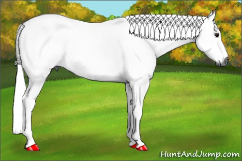 Horse Color:Gray Bay 
