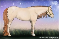 Horse Color:Buckskin Pearl 