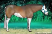 Horse Color:Buckskin Splash 