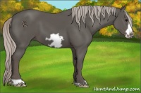 Horse Color:Silver Black Frame