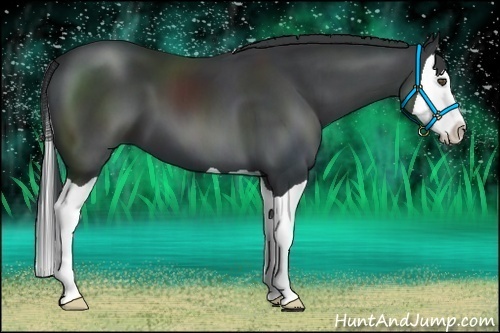 Horse Color:Black Splash