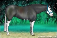 Horse Color:Black Splash 