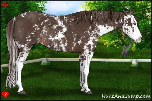 Horse Color:Liver Chestnut Sabino Splash Rabicano 