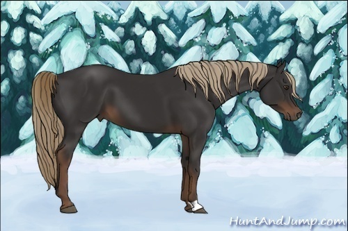 Horse Color:Liver Chestnut 