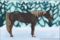 Horse Color:Liver Chestnut 