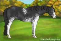 Horse Color:White Spotted Liver Chestnut