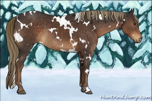Horse Color:White Spotted Liver Chestnut Rabicano 