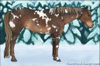 Horse Color:White Spotted Liver Chestnut Rabicano 