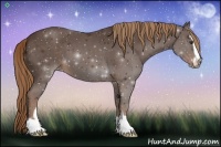 Horse Color:Liver Chestnut Sabino 