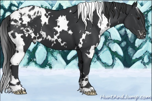 Horse Color:White Spotted Black Varnish