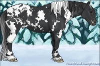 Horse Color:White Spotted Black Varnish