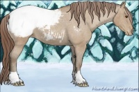 Horse Color:Classic Champagne Appaloosa