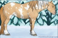 Horse Color:White Spotted Gold Champagne 