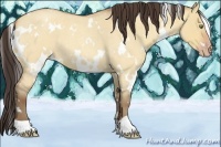 Horse Color:White Spotted Amber Champagne Roan Dun