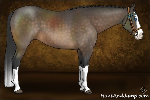 Horse Color:Buckskin Splash