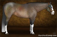 Horse Color:Buckskin Splash 