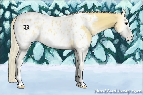 Horse Color:Palomino Onyx Appaloosa