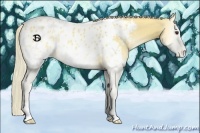 Horse Color:Palomino Onyx Appaloosa 
