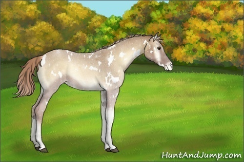 Horse Color:White Spotted Palomino Roan Onyx Varnish Rabicano