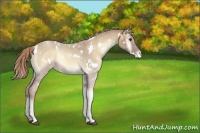 Horse Color:White Spotted Palomino Roan Onyx Varnish Rabicano 