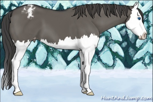 Horse Color:Grullo Splash Varnish 