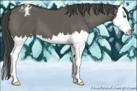 Horse Color:Grullo Splash Appaloosa 