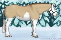 Horse Color:Red Dun Splash 