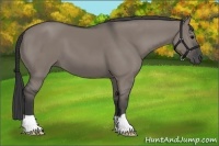Horse Color:Grullo