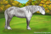 Horse Color:Gray Black