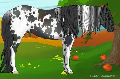 Horse Color:White Spotted Black 