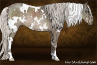Horse Color:White Spotted Silver Smoky Black Rabicano 