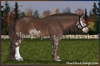 Horse Color:Bay Splash  and Liver Chestnut 