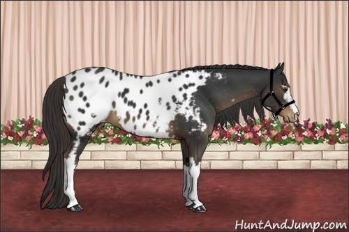 Horse Color:White Spotted Liver Chestnut Appaloosa 