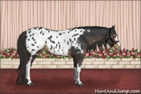Horse Color:White Spotted Liver Chestnut Appaloosa 