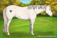 Horse Color:Perlino Dun