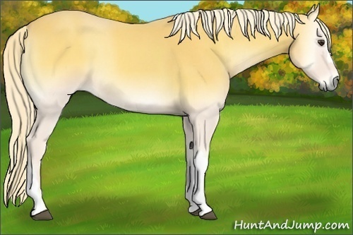 Horse Color:Palomino Roan Onyx