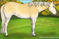Horse Color:Palomino Roan Onyx 