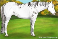 Horse Color:Liver Chestnut Sabino Appaloosa Rabicano