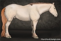 Horse Color:Buckskin Pearl 