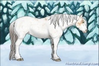 Horse Color:Amber Champagne Sabino 