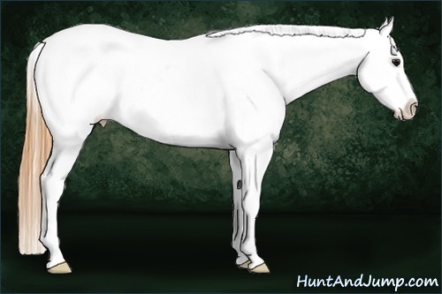 Horse Color:Buckskin Near Leopard 