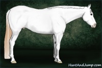 Horse Color:Buckskin Near Leopard 
