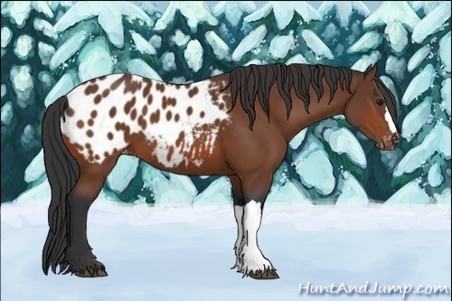 Horse Color:Bay Appaloosa 