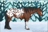 Horse Color:Bay Appaloosa 